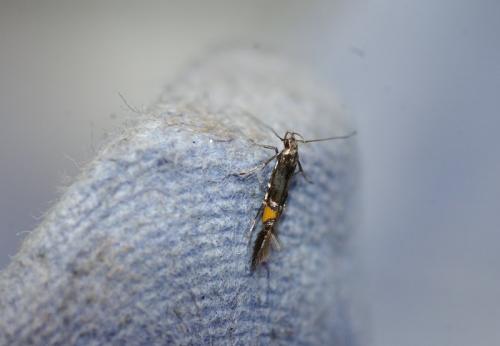 Réf. 35 114 : Cosmopterix orichalcea