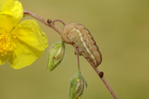 Omia cymbalariae