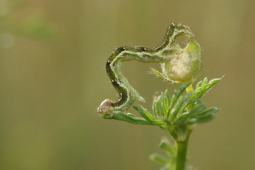Acontia viridisquama