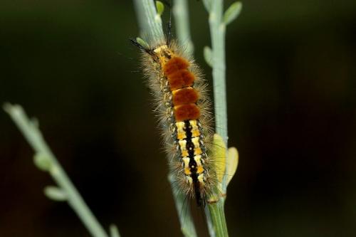 Réf. 35 580 : Orgyia aurolimbata