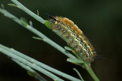 Orgyia aurolimbata