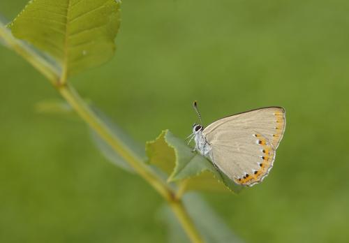 Laeosopis roboris