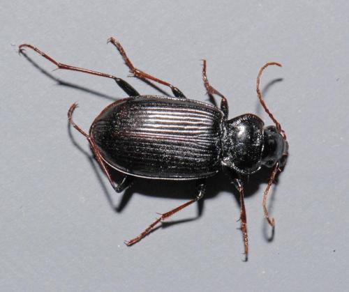 Nebria brevicollis