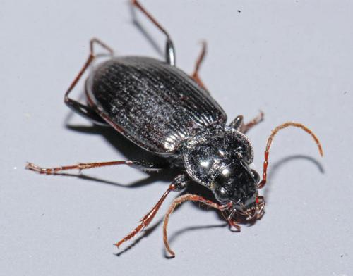 Nebria brevicollis