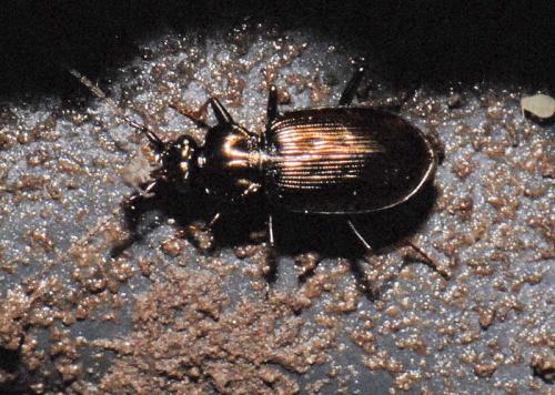 Loricera pilicornis