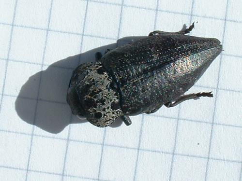 Capnodis tenebrionis