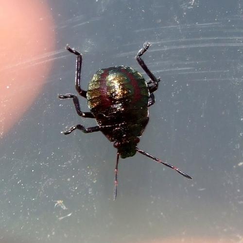 Picromerus bidens