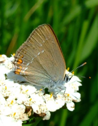 Réf. 35 314 : Satyrium acaciae