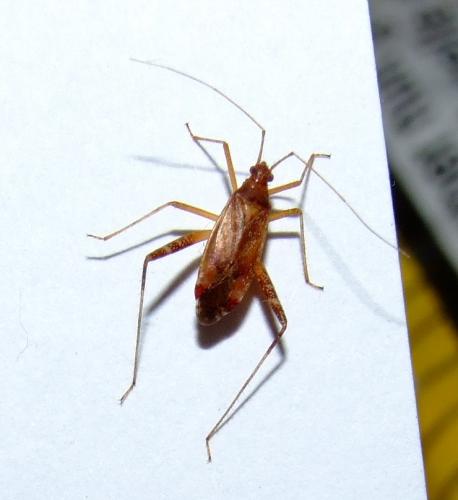 Réf. 35 446 : Phytocoris sp.