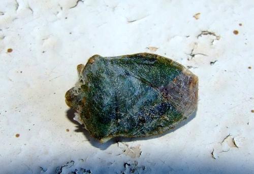 Palomena prasina