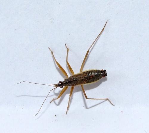 Nabis flavomarginatus