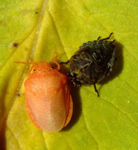 Eurygaster sp.