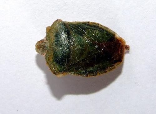 Palomena prasina