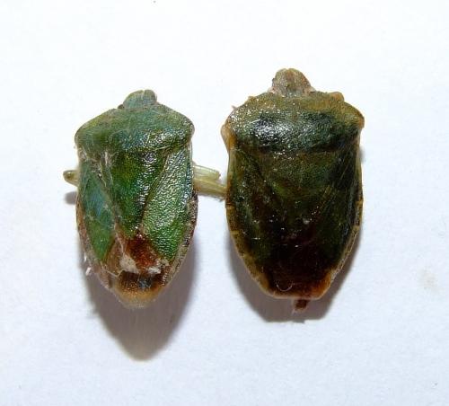 Palomena prasina