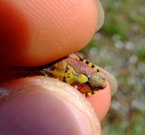 Carpocoris pudicus