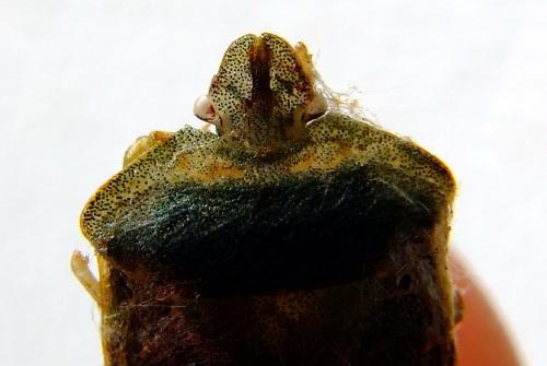 Palomena prasina