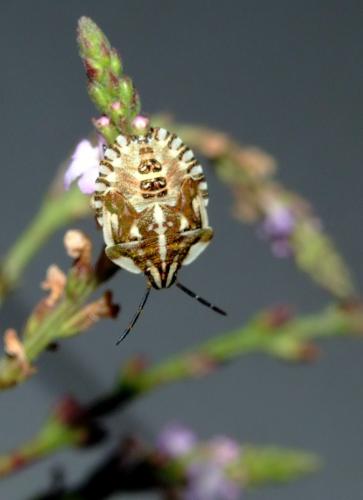 Réf. 35 880 : Carpocoris fuscispinus