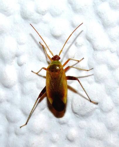 Réf. 35 875 : Adelphocoris ticinensis