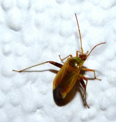 Réf. 35 876 : Adelphocoris ticinensis