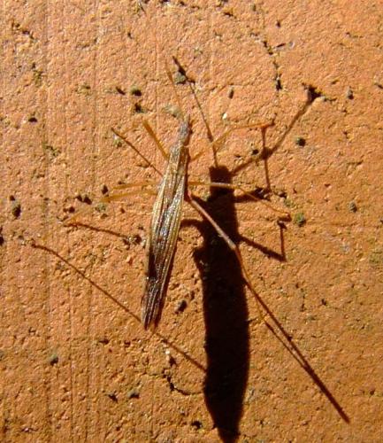 Berytinus clavipes