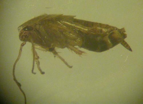 Ectobius pallidus