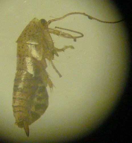 Ectobius pallidus