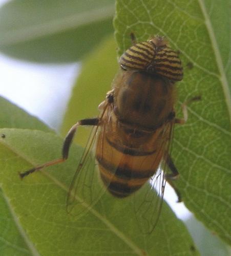 Eristalinus taeniops