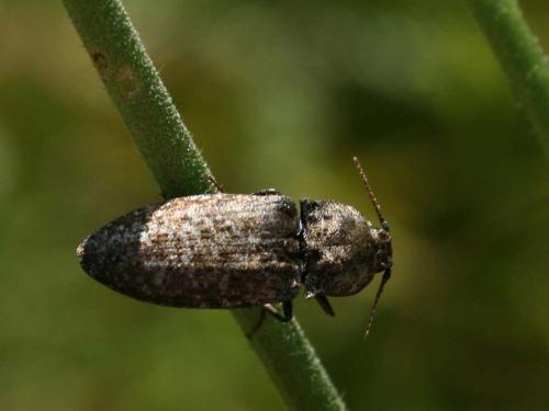 Agrypnus murinus