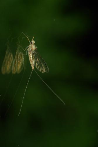 Réf. 35 254 : Cloeon dipterum