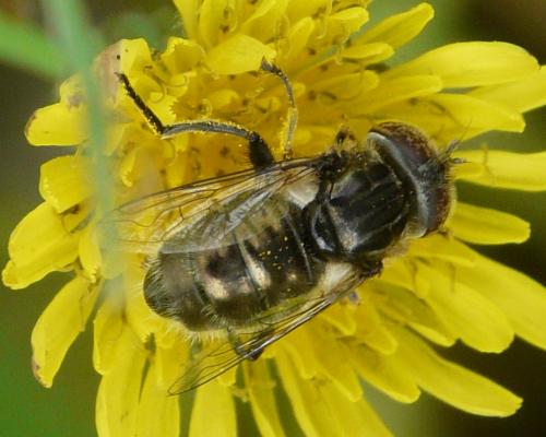 Réf. 35 556 : Eristalinus sepulchralis