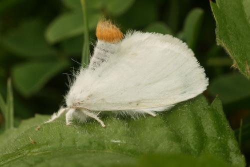 Euproctis similis