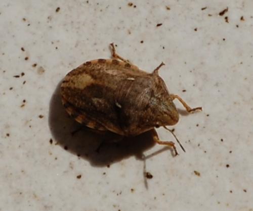 Eurygaster maura