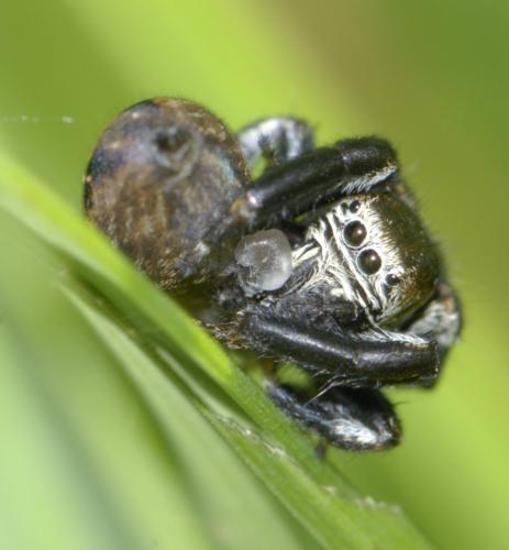 Evarcha arcuata