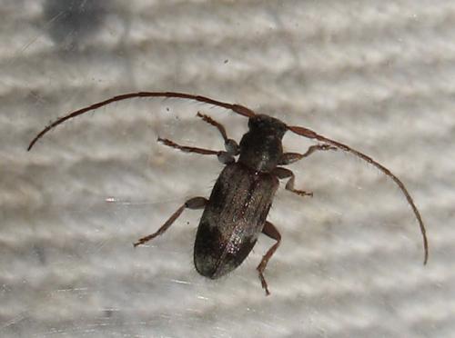 Réf. 35 033 : Exocentrus lusitanus