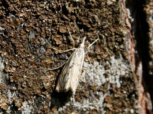 Réf. 35 441 : Catoptria falsella