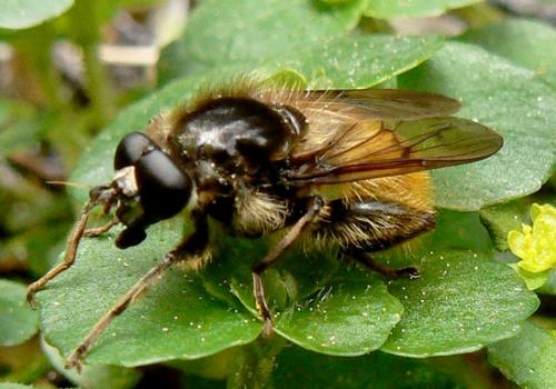 Brachypalpus chrysites