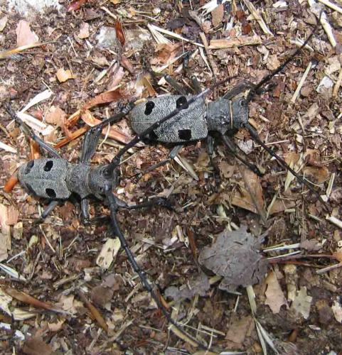 Morimus asper funereus