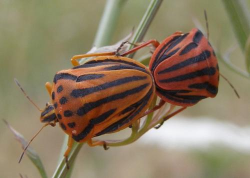 Réf. 35 169 : Graphosoma semipunctatum