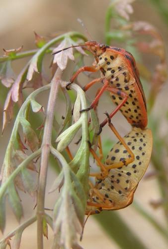Réf. 35 171 : Graphosoma semipunctatum