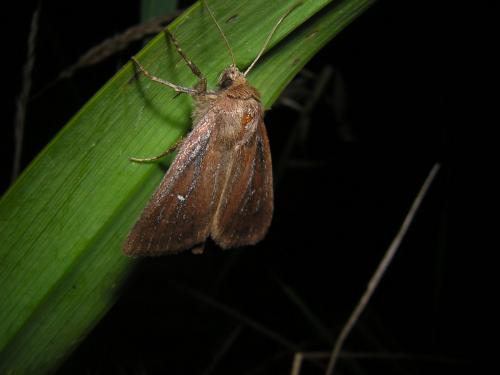 Lenisa geminipuncta