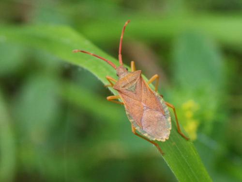 Gonocerus acuteangulatus