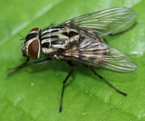 Réf. 35 633 : Graphomya maculata