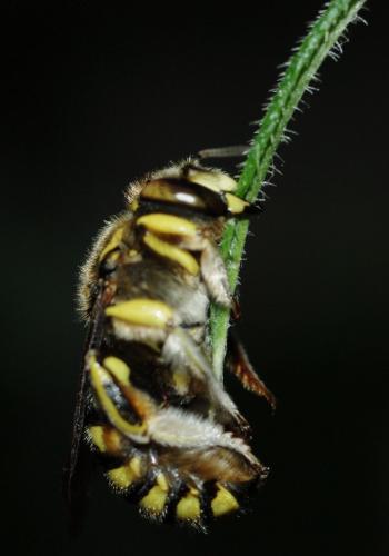Réf. 35 273 : Anthidium sp.