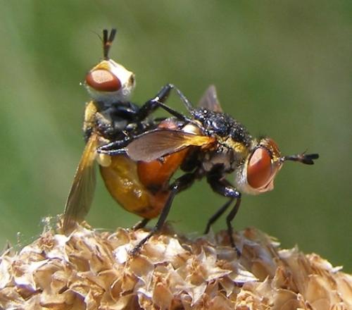 Réf. 35 331 : Gymnosoma sp.