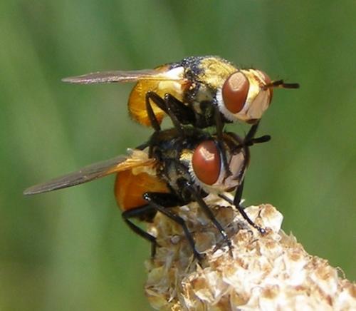 Gymnosoma sp.