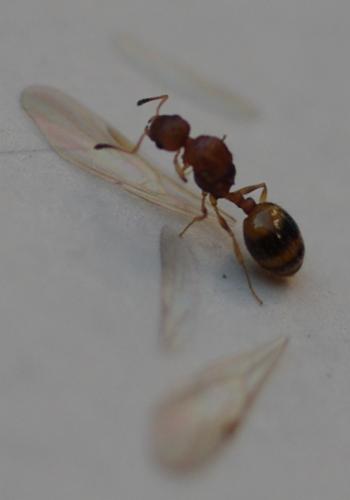 Réf. 35 569 : Temnothorax sp.