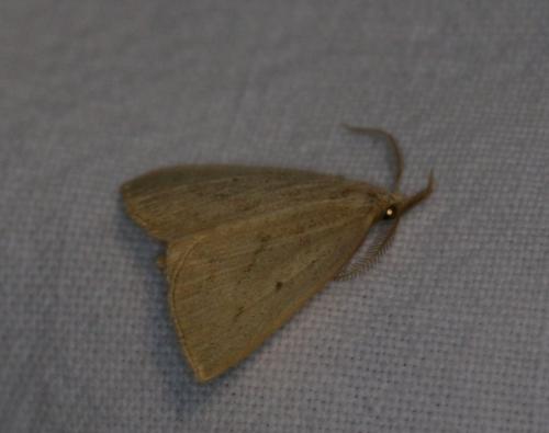 Réf. 35 157 : Macrochilo cribrumalis