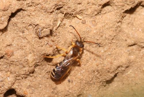 Réf. 35 038 : Halictus sexcinctus
