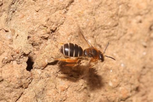 Réf. 35 039 : Halictus sp.