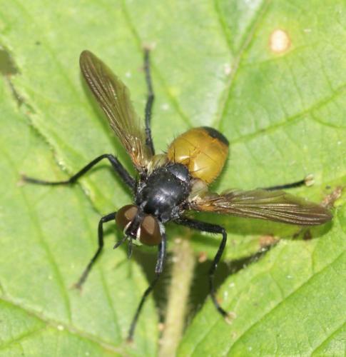 Réf. 35 466 : Hemyda obscuripennis